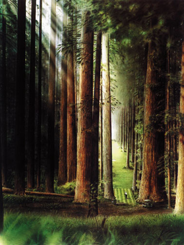 No. 3 Redwood Forest